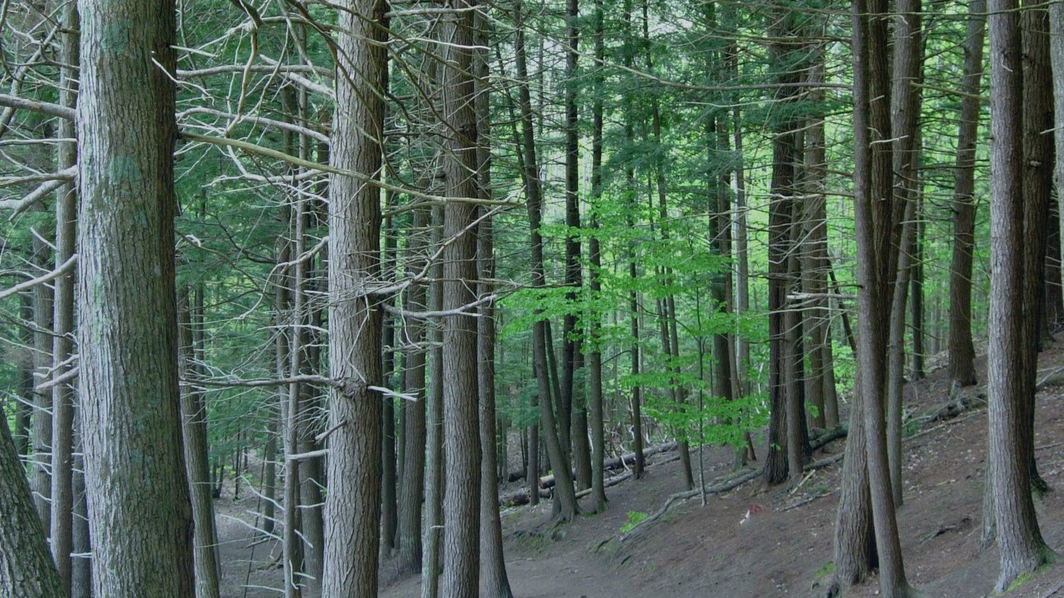 Kentville-Ravines-Trail- Bridge